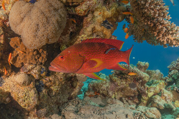 Fish swimming in the Red Sea, colorful fish, Eilat Israel
