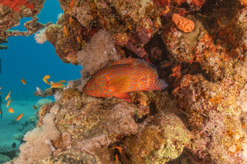 Fish swimming in the Red Sea, colorful fish, Eilat Israel
