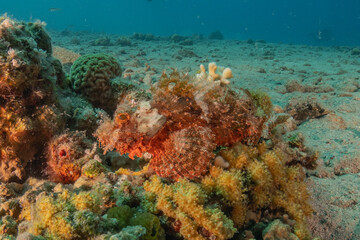 Fototapeta premium Fish swimming in the Red Sea, colorful fish, Eilat Israel 