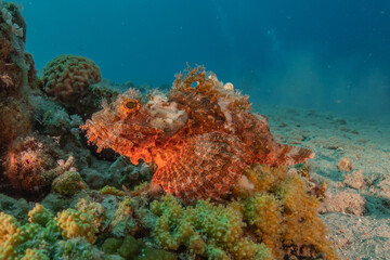 Fish swimming in the Red Sea, colorful fish, Eilat Israel
