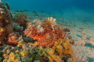 Fish swimming in the Red Sea, colorful fish, Eilat Israel
