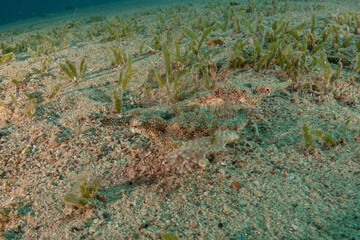 Fish swimming in the Red Sea, colorful fish, Eilat Israel