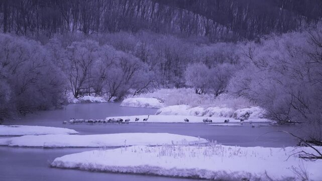 北海道 冬のタンチョウたち