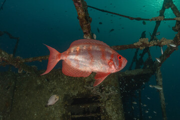 Obraz premium Fish swimming in the Red Sea, colorful fish, Eilat Israel