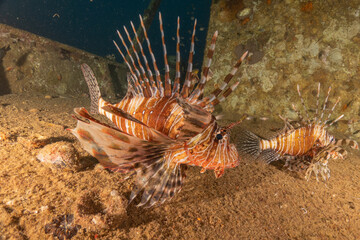 Lionfish in the Red Sea colorful fish, Eilat Israel
