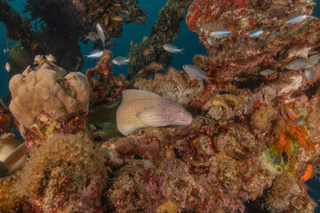 Moray eel Mooray lycodontis undulatus in the Red Sea, Eilat Israel
