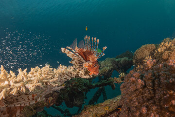 Lionfish in the Red Sea colorful fish, Eilat Israel
