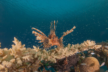 Lionfish in the Red Sea colorful fish, Eilat Israel
