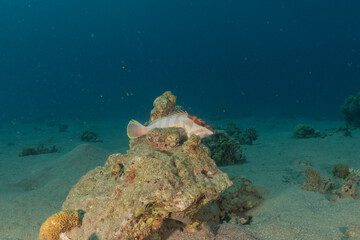 Fish swimming in the Red Sea, colorful fish, Eilat Israel
