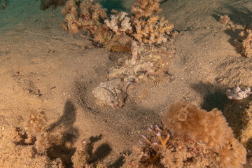 Fish swimming in the Red Sea, colorful fish, Eilat Israel
