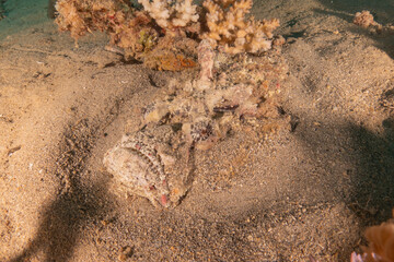 Fish swimming in the Red Sea, colorful fish, Eilat Israel
