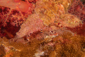 Banded coral shrimp Stenopus Hispidus in the Red Sea Eilat Israel
