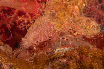 Banded coral shrimp Stenopus Hispidus in the Red Sea Eilat Israel
