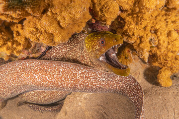 Moray eel Mooray lycodontis undulatus in the Red Sea, Eilat Israel
