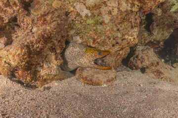Moray eel Mooray lycodontis undulatus in the Red Sea, Eilat Israel
