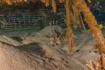 Lionfish in the Red Sea colorful fish, Eilat Israel
