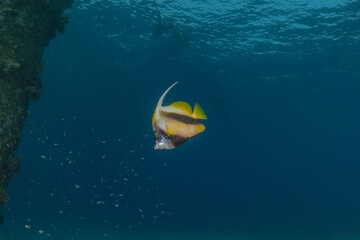 Fish swimming in the Red Sea, colorful fish, Eilat Israel
