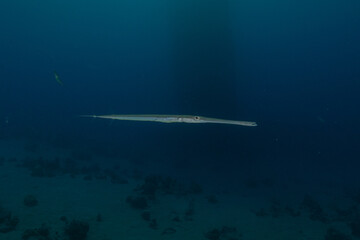 Obraz premium Squid in the Red Sea Colorful and beautiful, Eilat Israel 