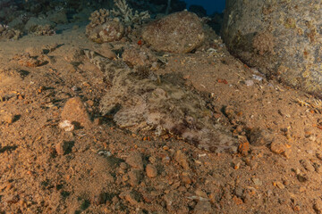 Fish swimming in the Red Sea, colorful fish, Eilat Israel
