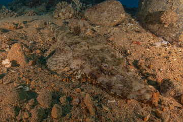 Fish swimming in the Red Sea, colorful fish, Eilat Israel

