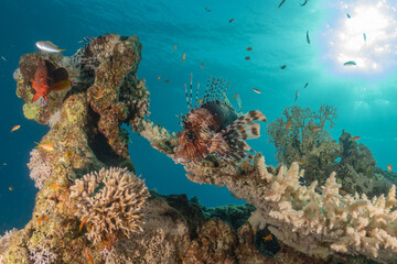 Lionfish in the Red Sea colorful fish, Eilat Israel
