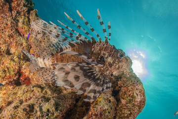 Lionfish in the Red Sea colorful fish, Eilat Israel
