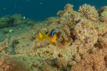 Clown-fish anemonefish in the Red Sea Colorful and beautiful, Eilat Israel
