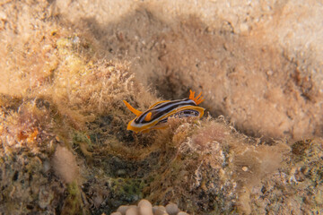 Sea Slug in the Red Sea Colorful and beautiful, Eilat Israel
