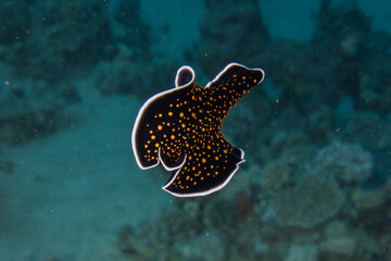 Sea Slug in the Red Sea Colorful and beautiful, Eilat Israel
