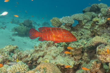 Fish swimming in the Red Sea, colorful fish, Eilat Israel
