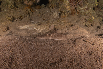 Fish swimming in the Red Sea, colorful fish, Eilat Israel
