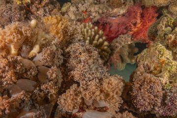 Coral reef and water plants in the Red Sea, Eilat Israel
