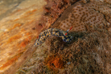 Sea Slug in the Red Sea Colorful and beautiful, Eilat Israel

