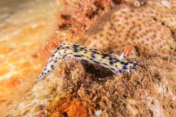 Sea Slug in the Red Sea Colorful and beautiful, Eilat Israel

