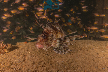 Lionfish in the Red Sea colorful fish, Eilat Israel
