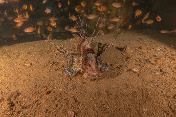 Lionfish in the Red Sea colorful fish, Eilat Israel
