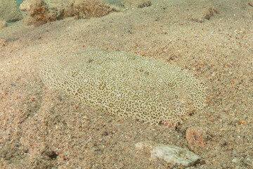 Fish swimming in the Red Sea, colorful fish, Eilat Israel
