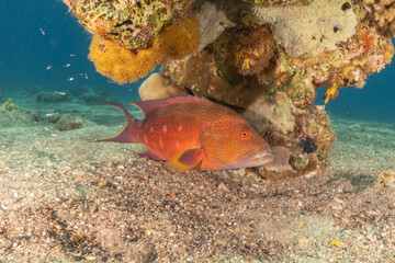 Fish swimming in the Red Sea, colorful fish, Eilat Israel
