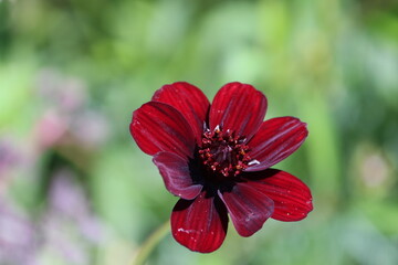 Sweden. Cosmos atrosanguineus, the chocolate cosmos, is a species of Cosmos, native to Mexico.  