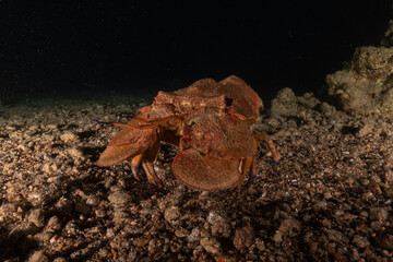 Lobster at the Red Sea Colorful and beautiful, Eilat Israel
