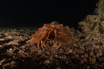 Lobster at the Red Sea Colorful and beautiful, Eilat Israel
