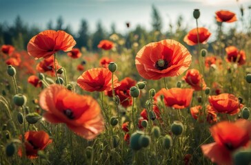 Field of vibrant red poppies basks in golden light of setting sun breathtaking scene
