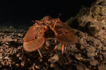 Lobster at the Red Sea Colorful and beautiful, Eilat Israel

