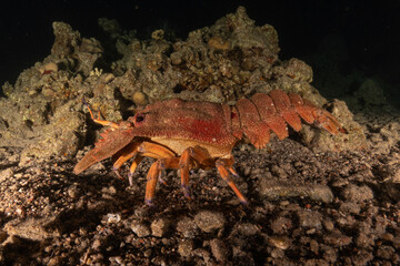 Lobster at the Red Sea Colorful and beautiful, Eilat Israel
