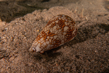 Conus textile On the seabed in the Red Sea, Eilat Israel