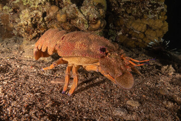 Lobster at the Red Sea Colorful and beautiful, Eilat Israel
