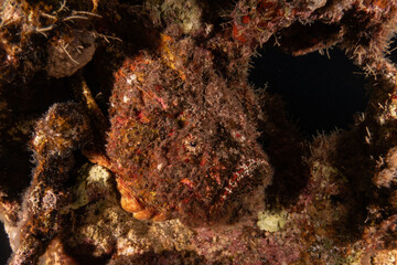 Fish swimming in the Red Sea, colorful fish, Eilat Israel
