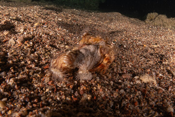 Hermit Crab in the Red Sea Colorful and beautiful, Eilat Israel