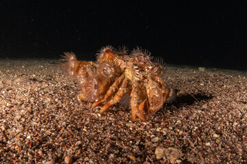 Hermit Crab in the Red Sea Colorful and beautiful, Eilat Israel