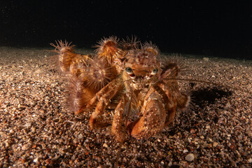 Hermit Crab in the Red Sea Colorful and beautiful, Eilat Israel